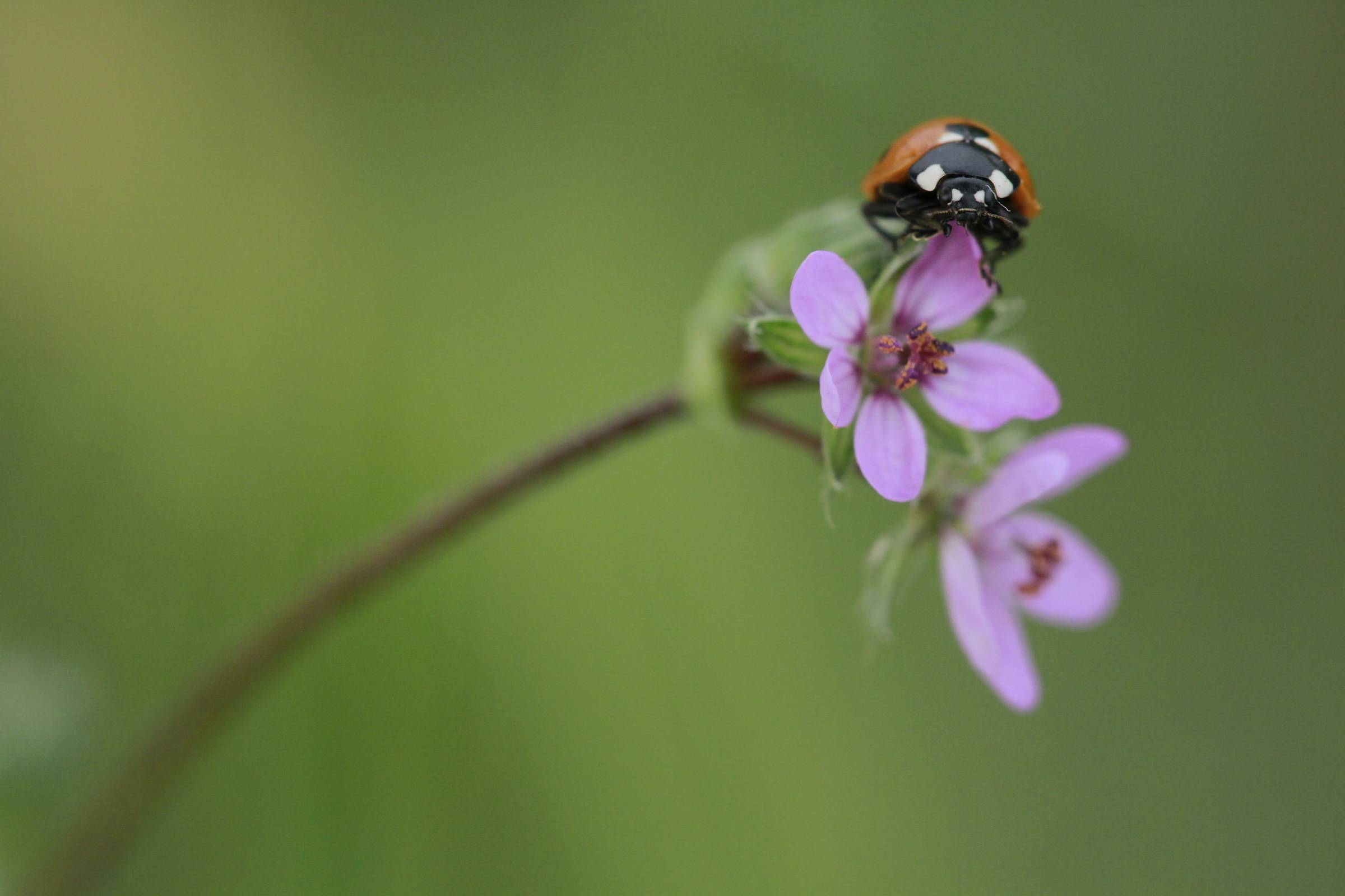 Sette posto coccinella