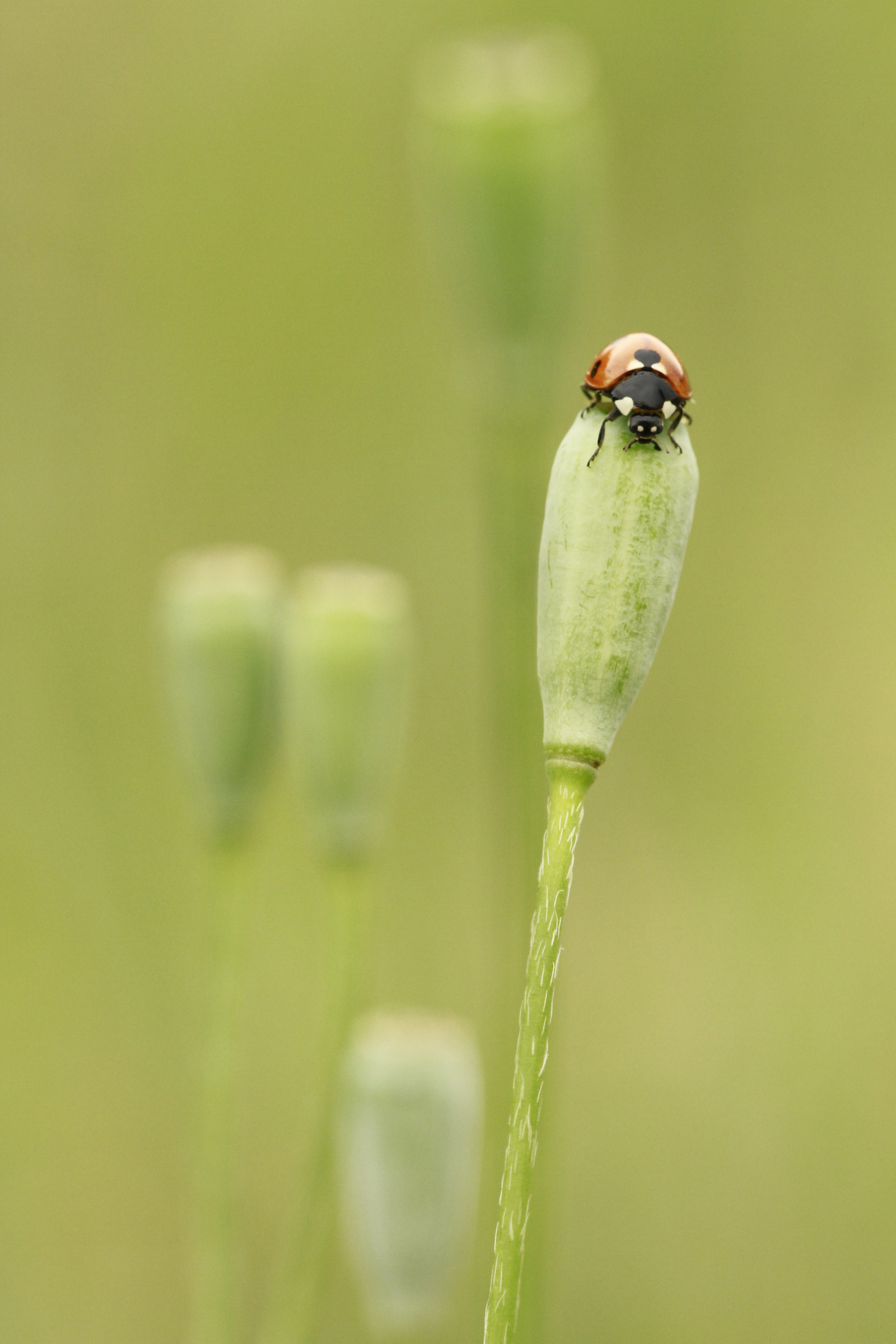 Seven-spot ladybird