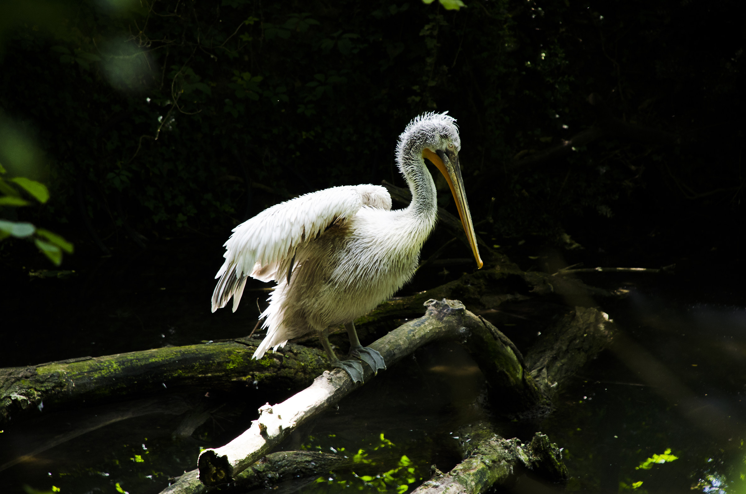 Mi tuffo o non mi tuffo?