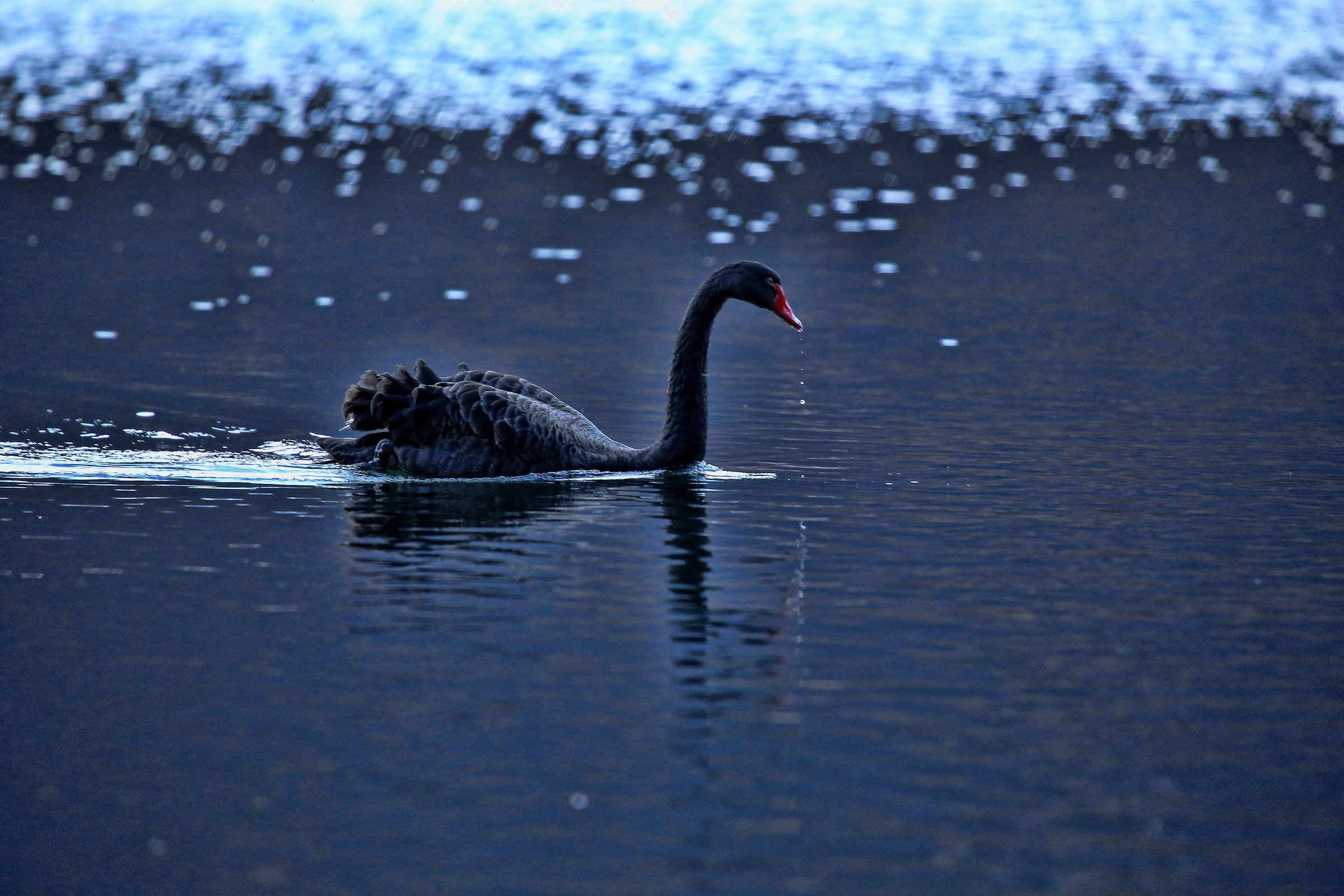black Swan
