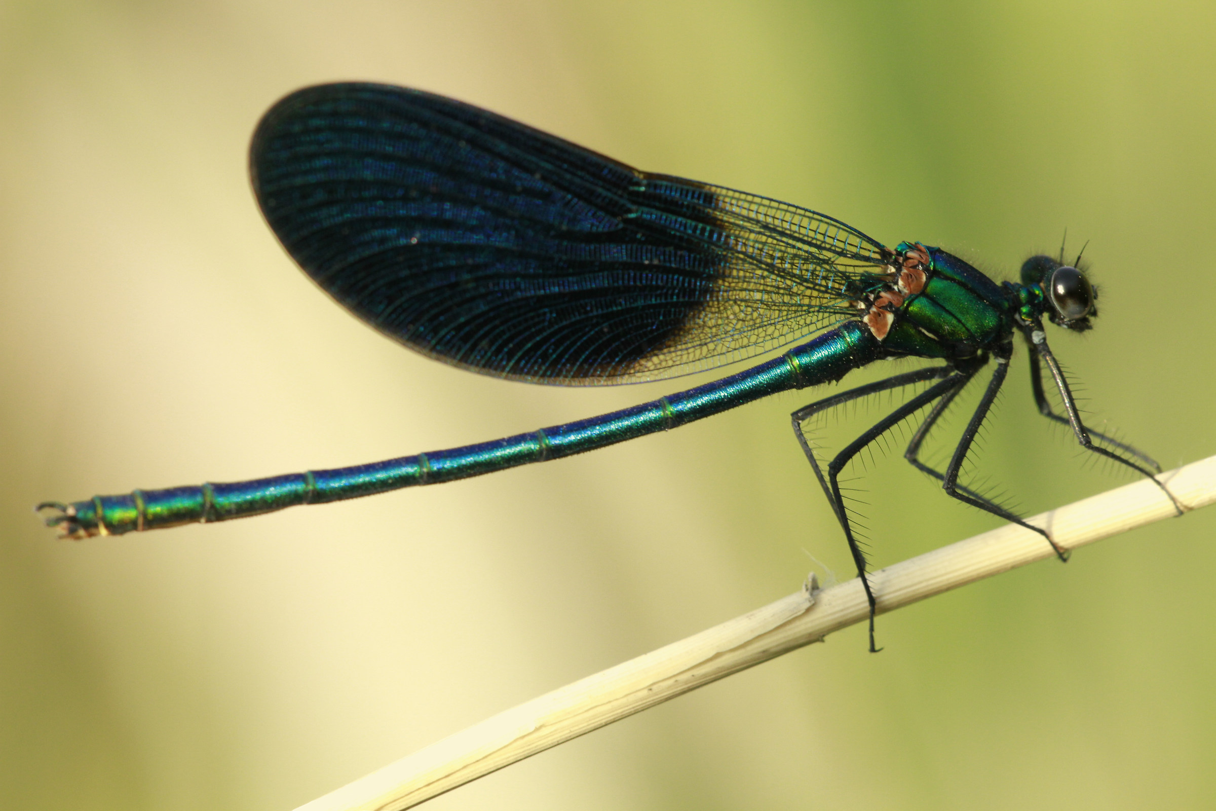Libellula
