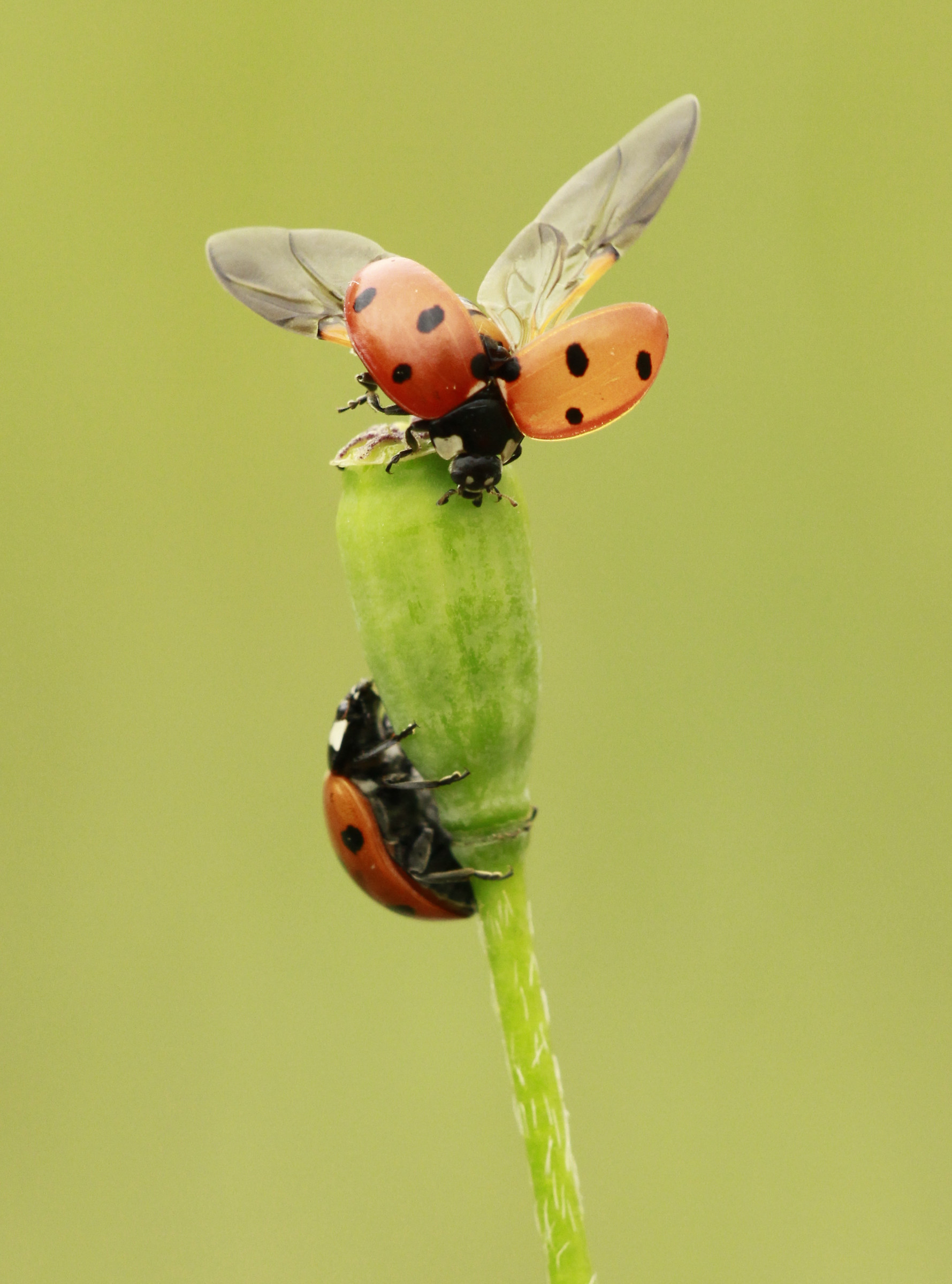 coccinella in volo