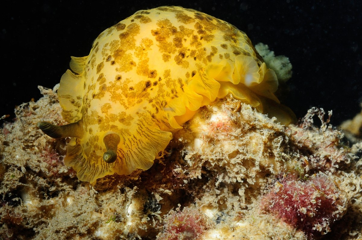 Nudibranch