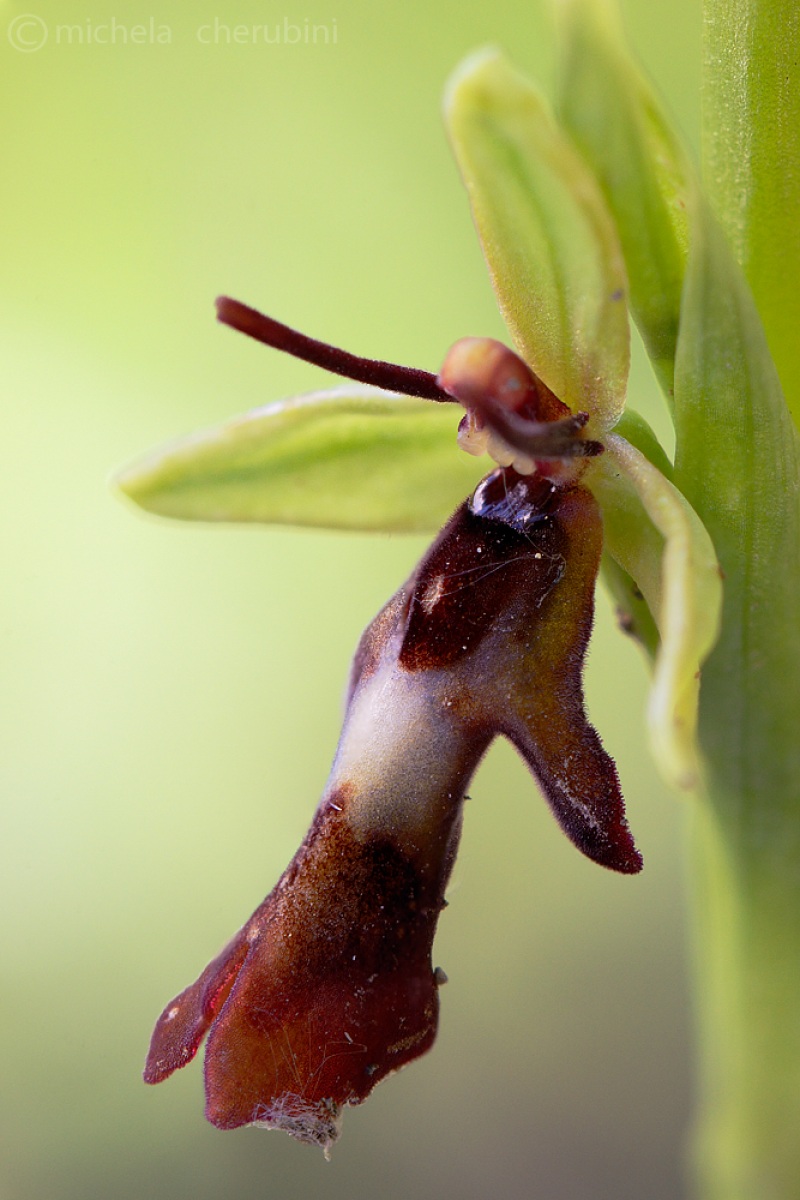 ophrys insectifera