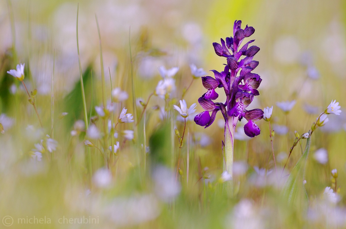 anacamptis morio