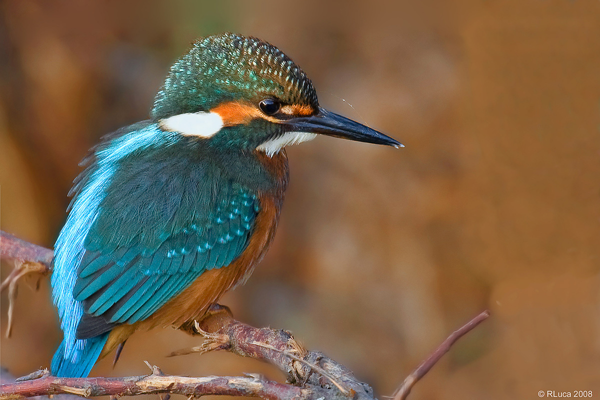 kingfisher