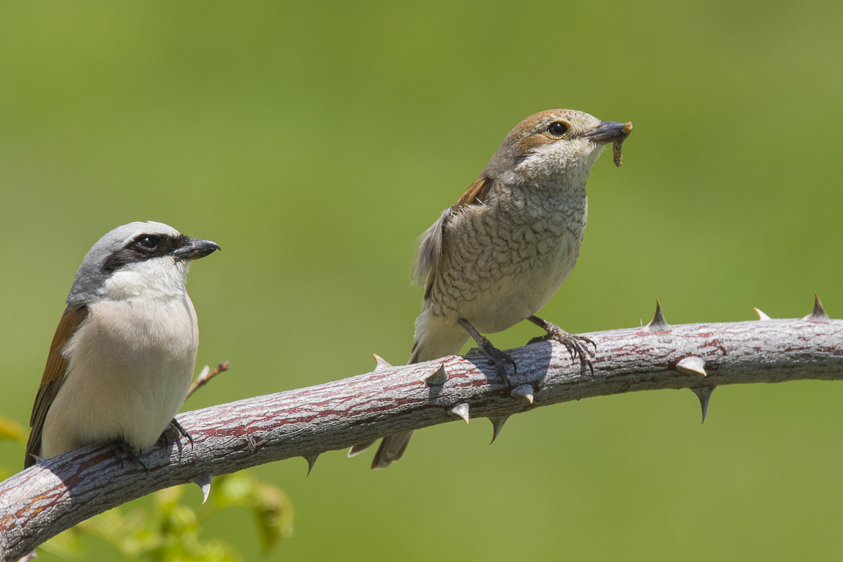 Pair of Red-backed Shrike