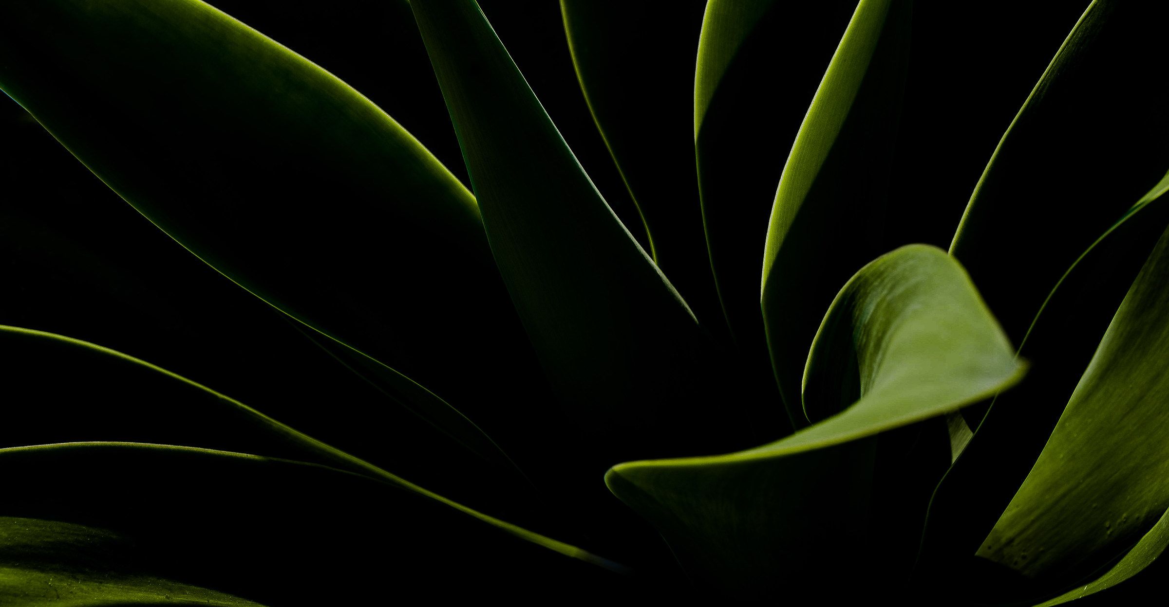 sinuous ....................