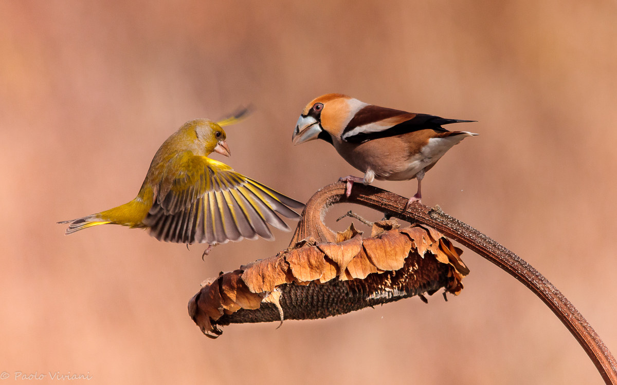 Verdone vs. frosone 1