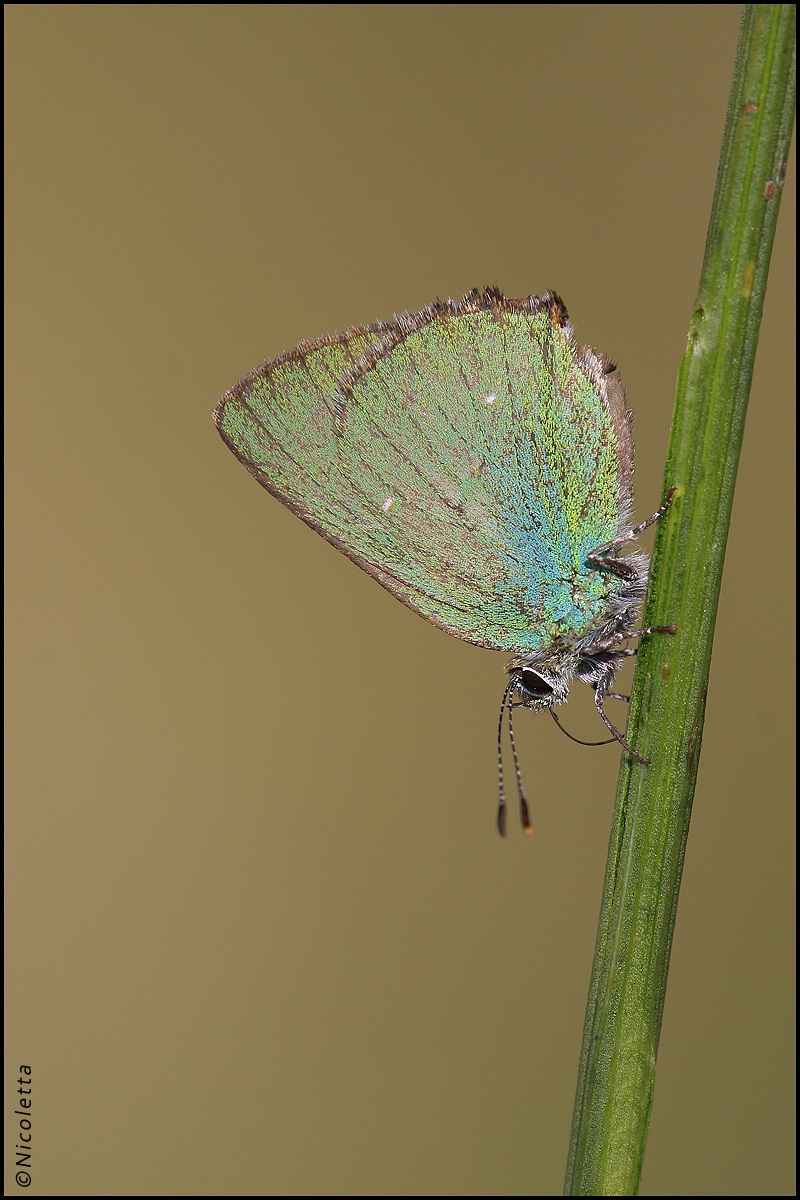 Callophrys Rubi