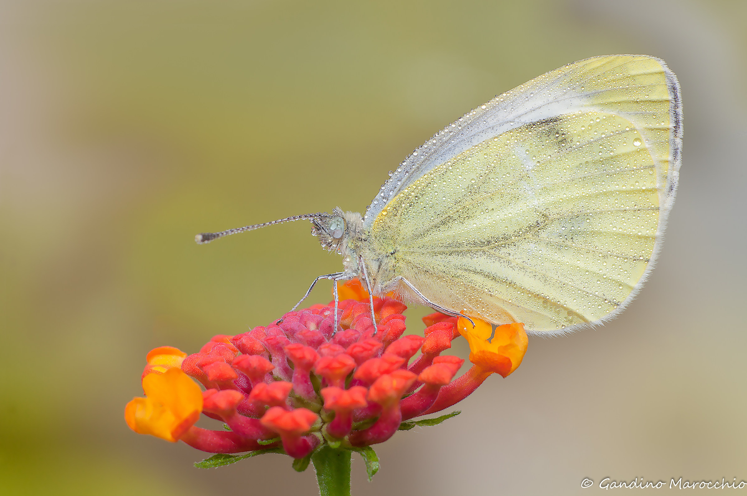 Pieris, pieris , pieris...Sempre pieris