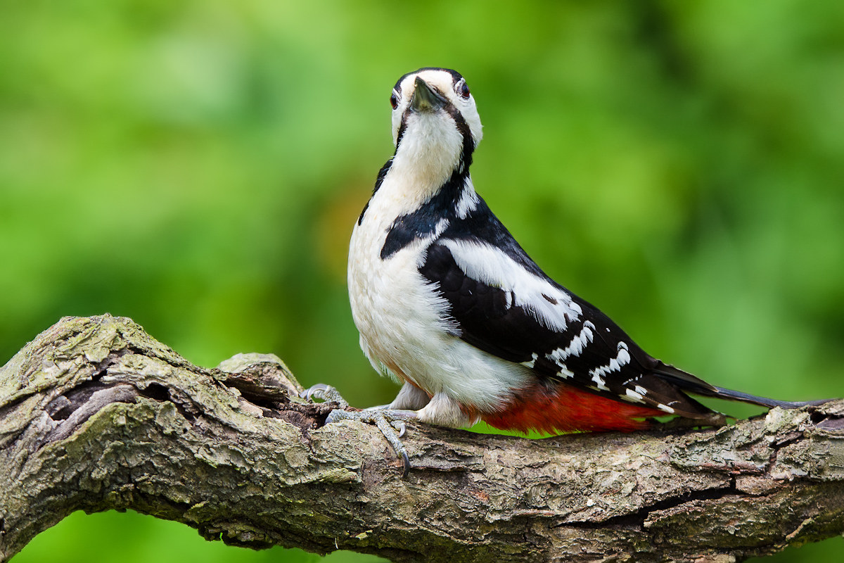 Picchio rosso maggiore