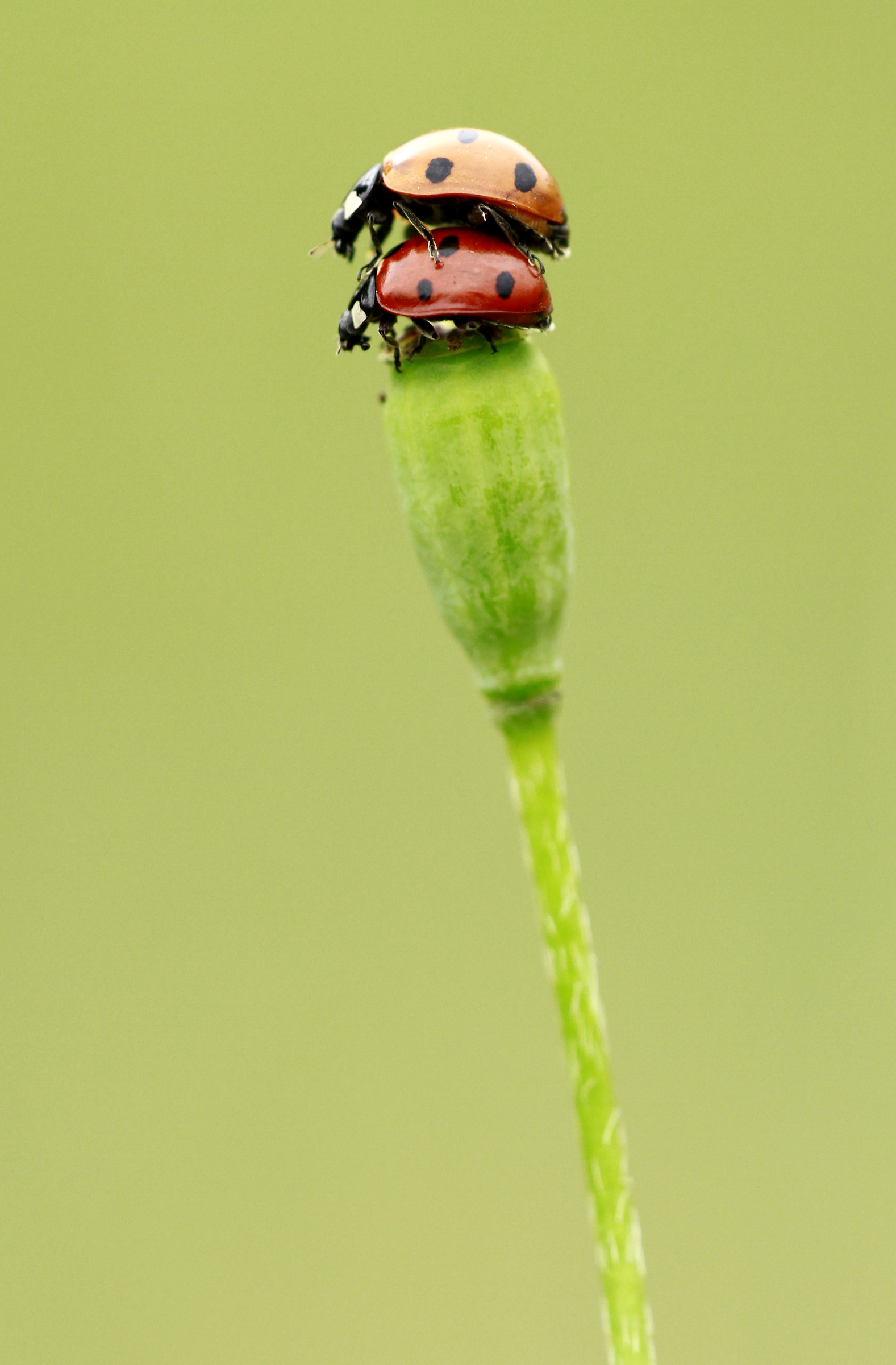 Coccinella due piani!