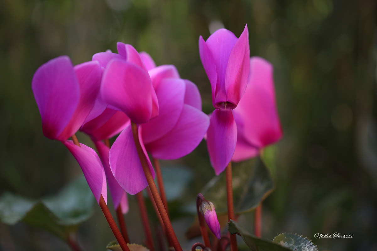 cyclamen June