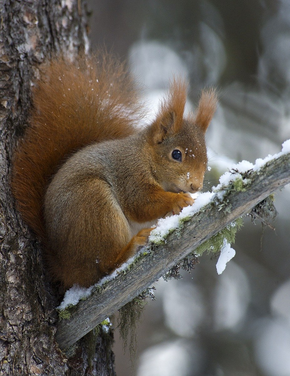 brrrrr hands and feet were cold (oops paws)