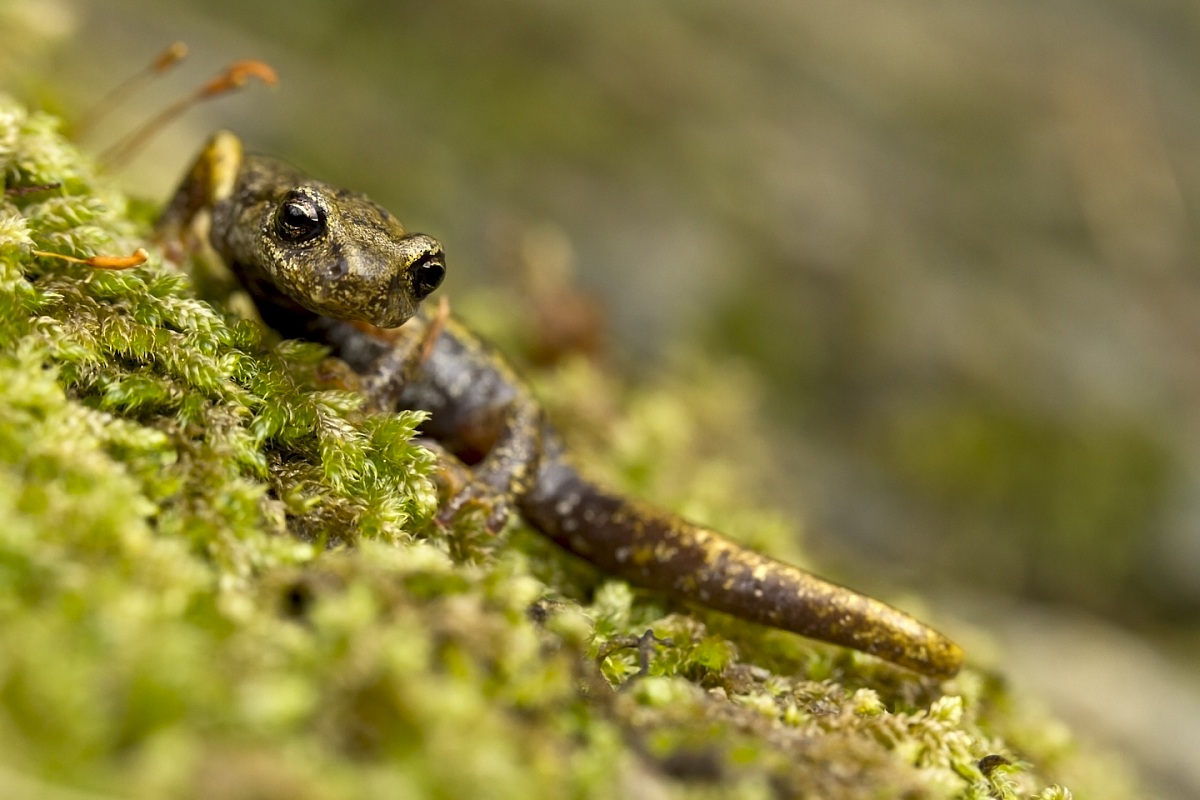 Speleomantes italicus