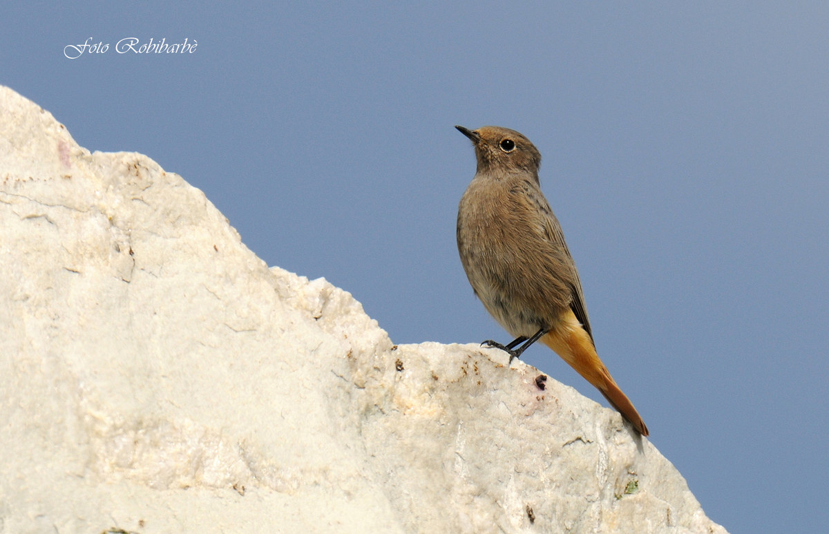Un giovane spazzacamino...
