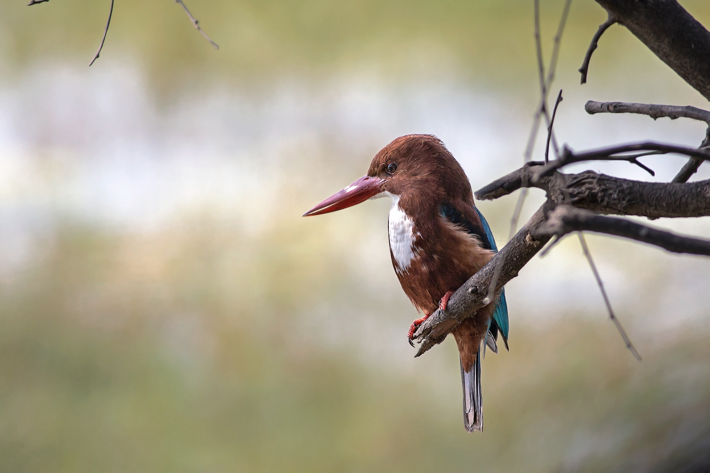 Kingfisher Smyrna (Alcyon smirnensis or gularis