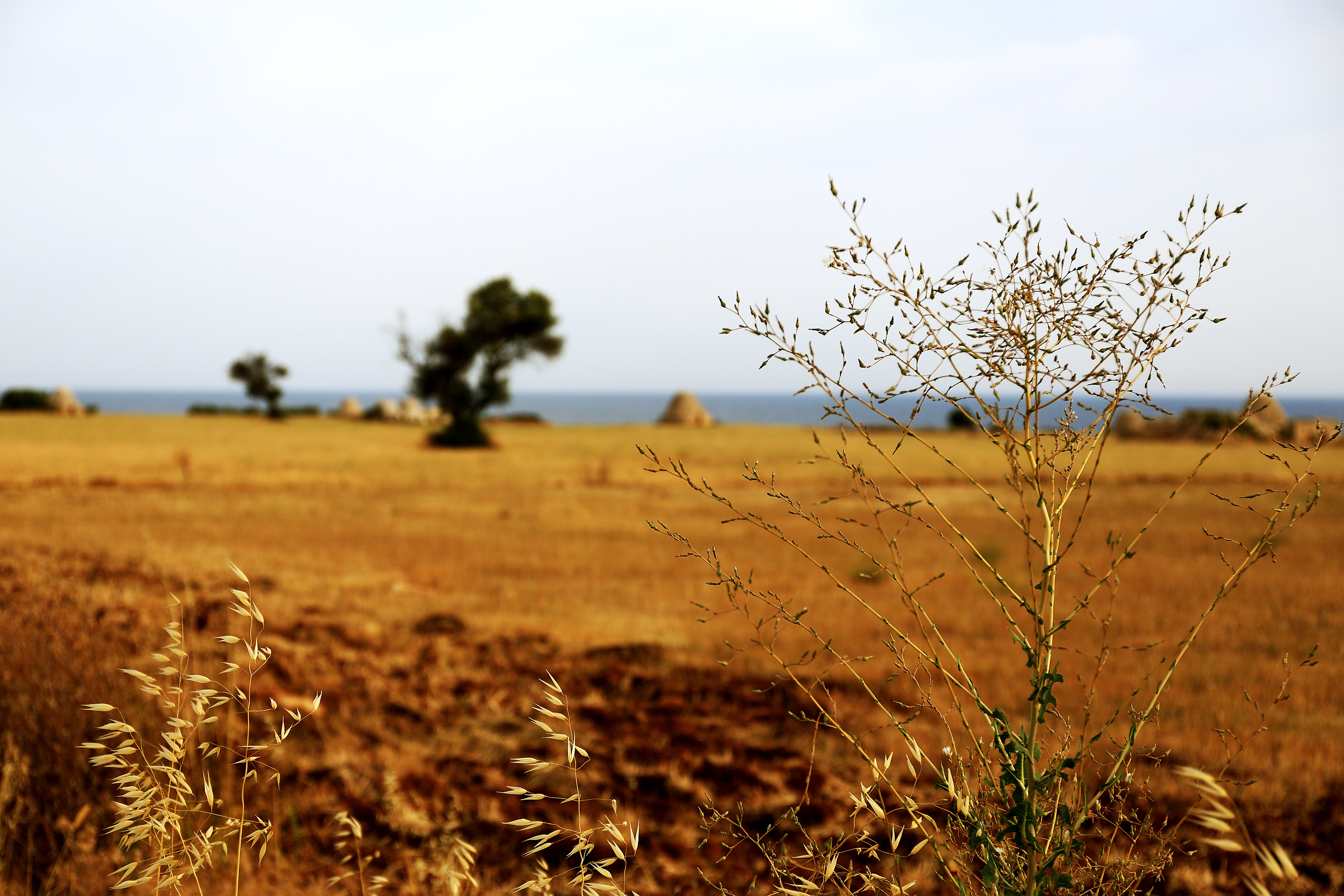 Buongiorno a San Giovanni (Ba) 2