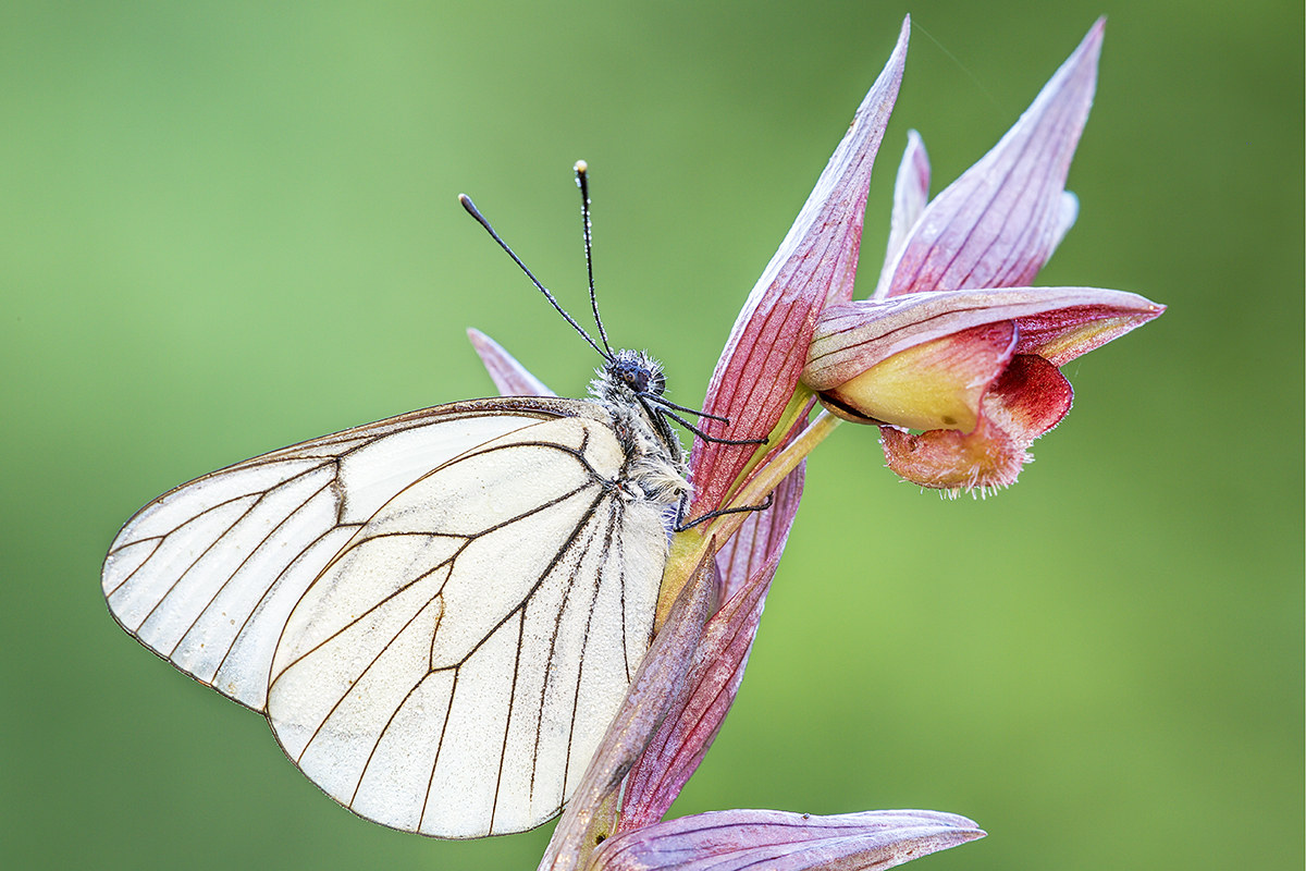 butterfly on orchid