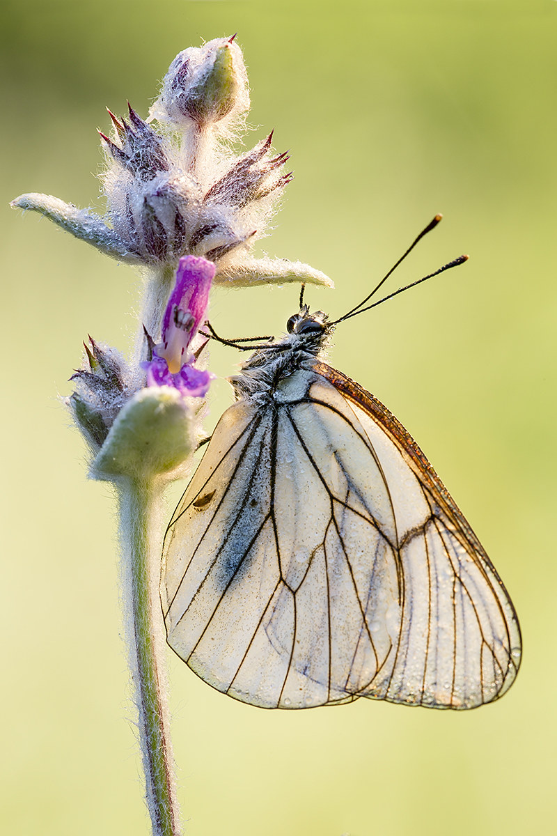 butterfly backlight