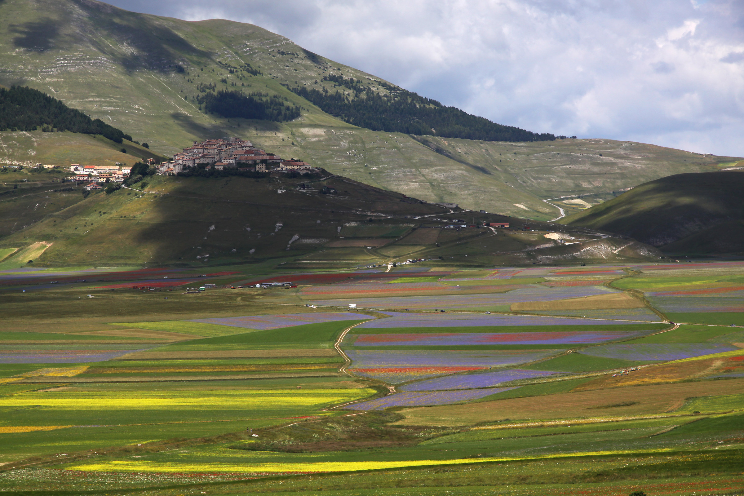 Castelluccio in fiore