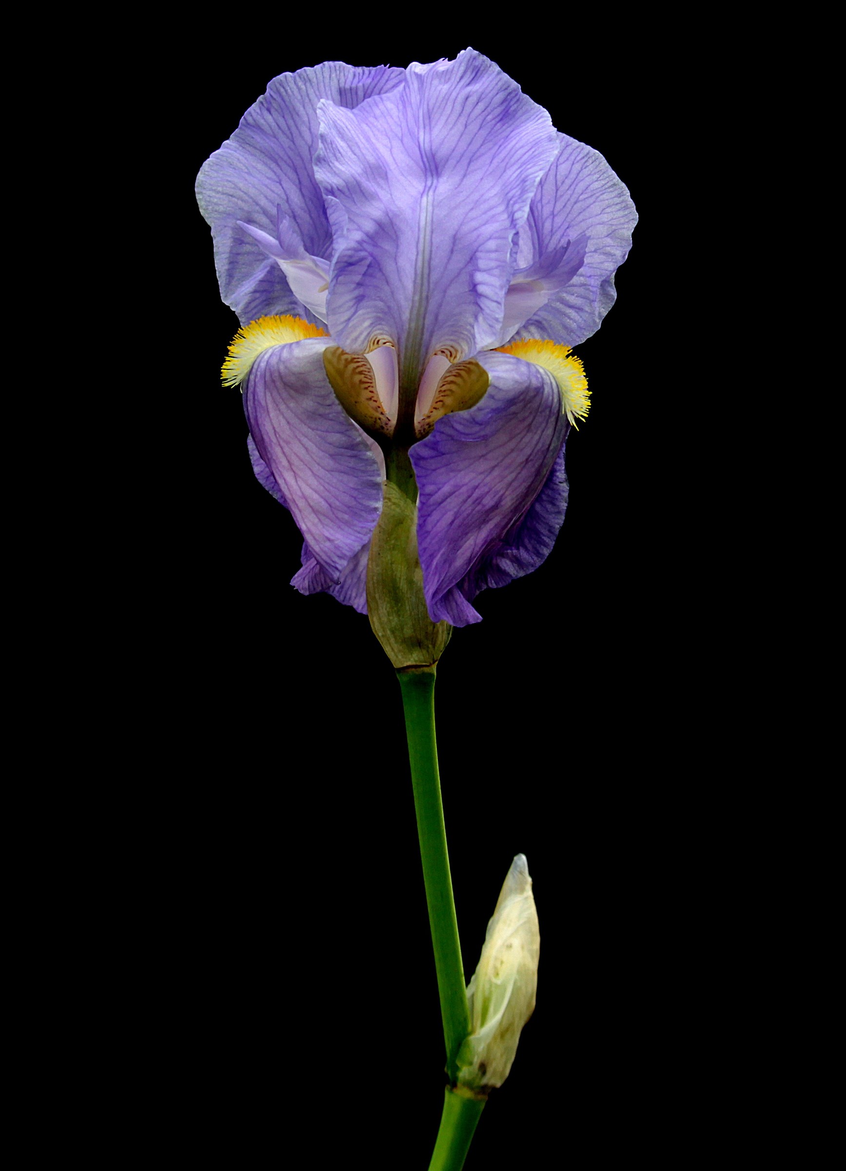 Iris