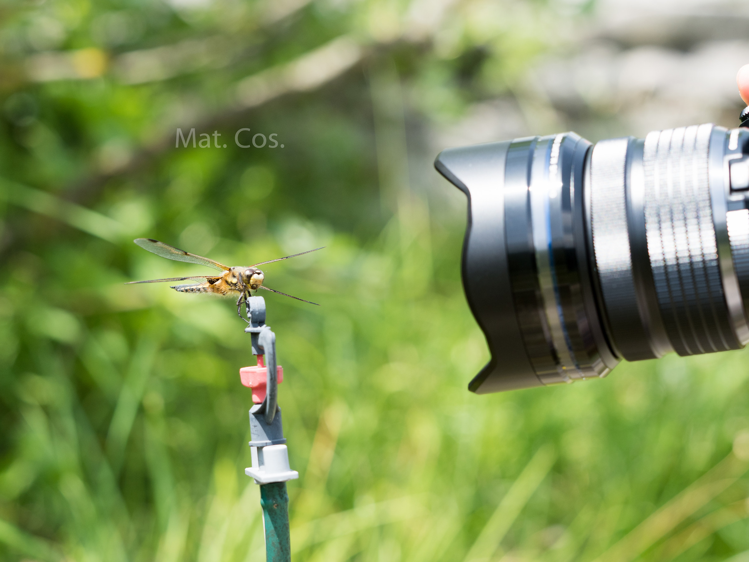 Cansiglio posing for Olympus