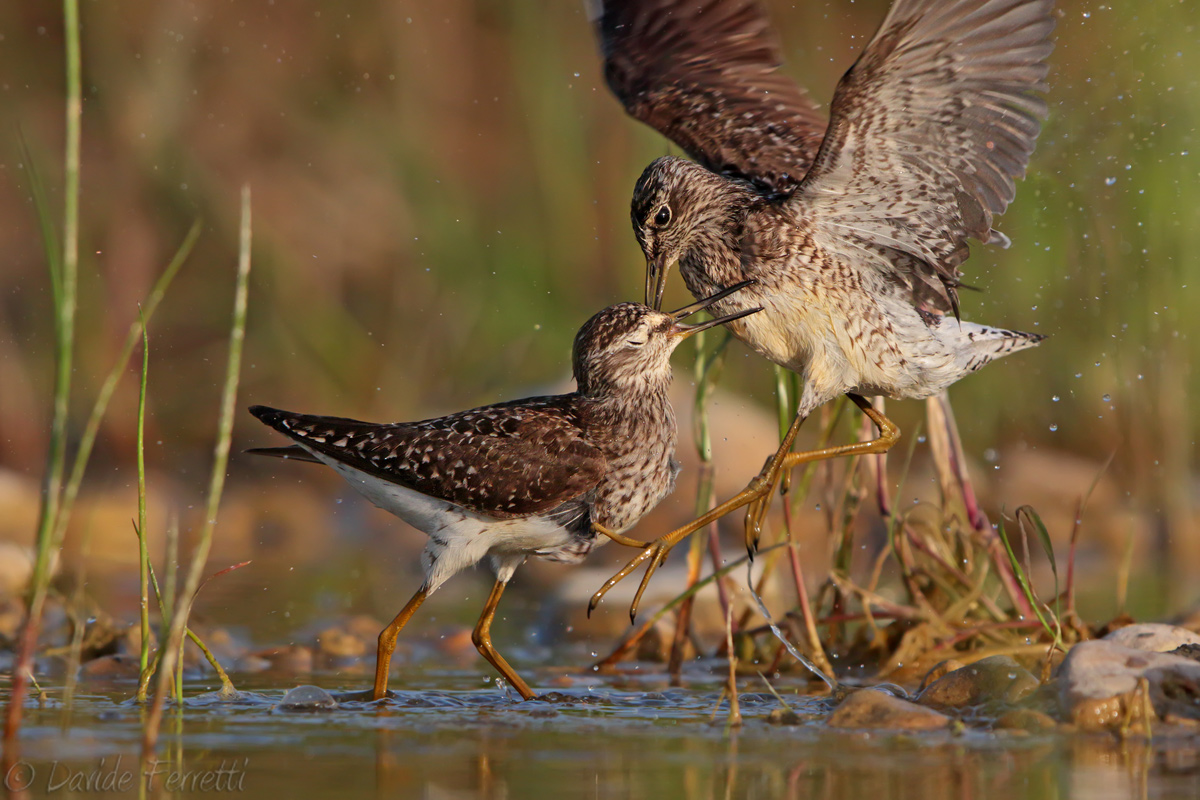 Boscherecci fighting