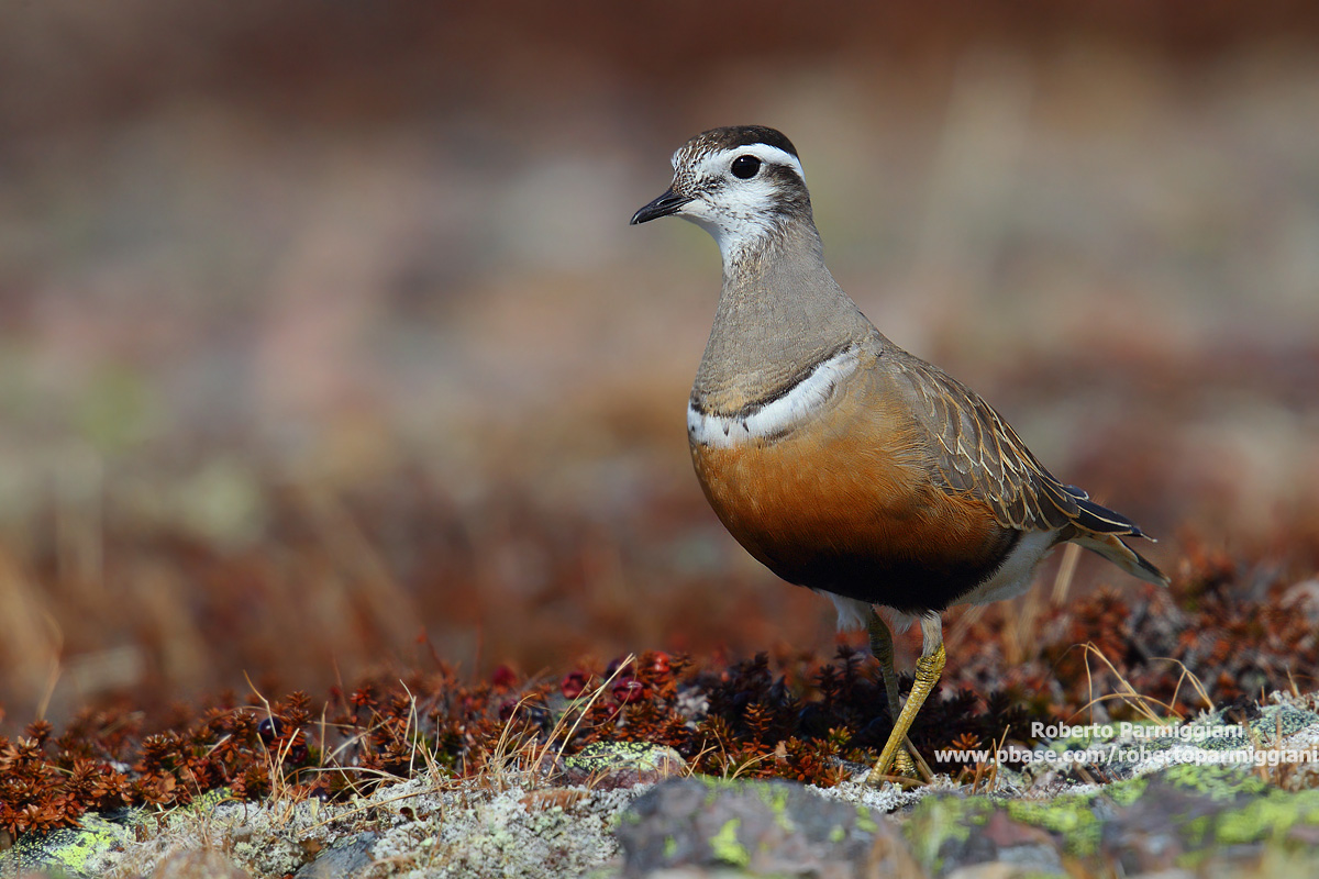 Piviere tortolino (abito estivo)