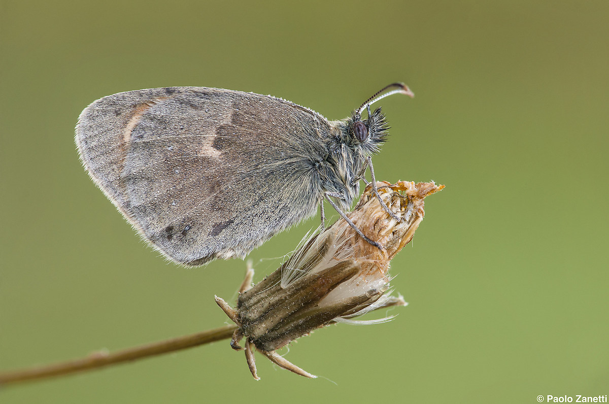 Coenonympha Pamphilius
