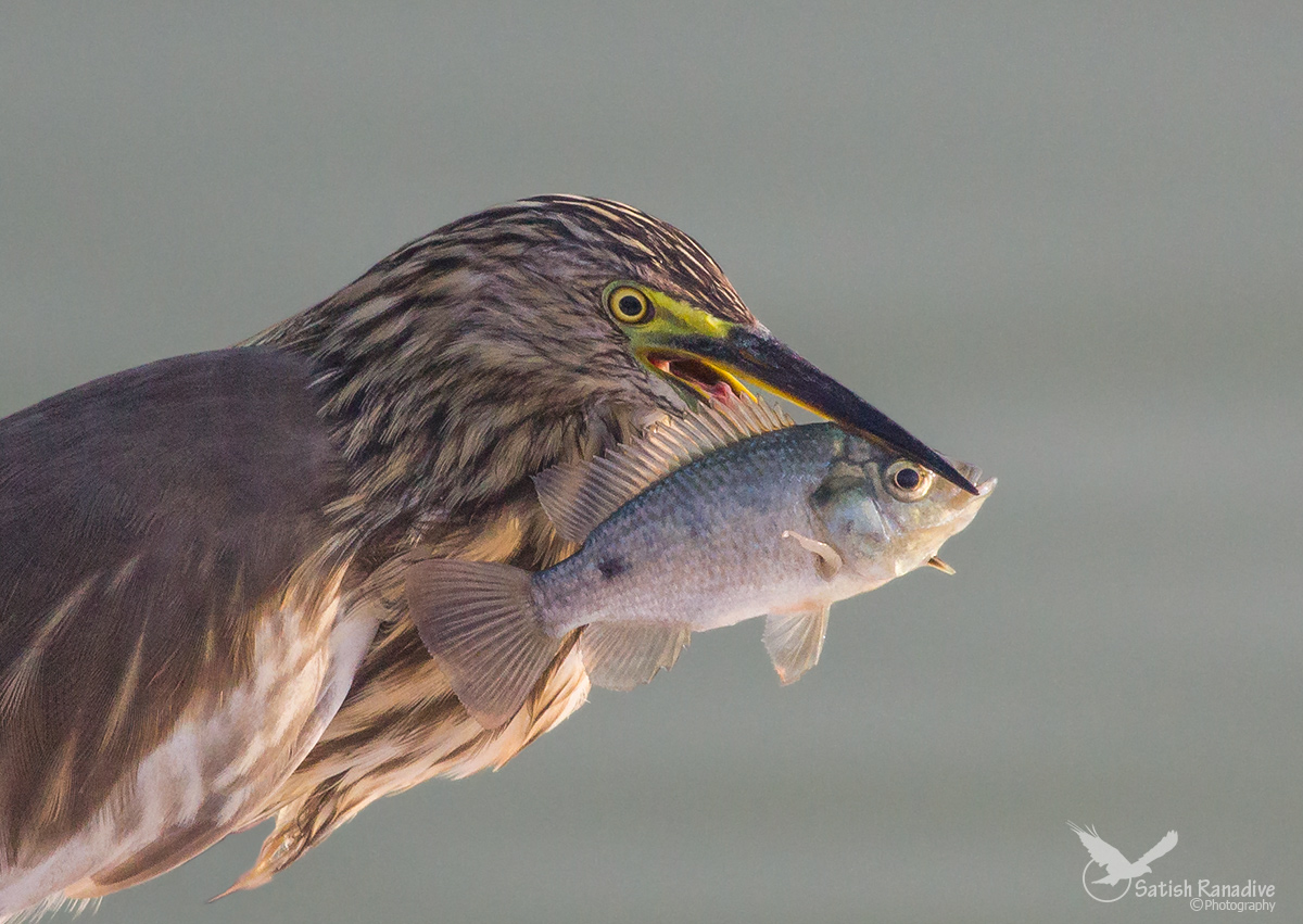 Pond Heron with fish.