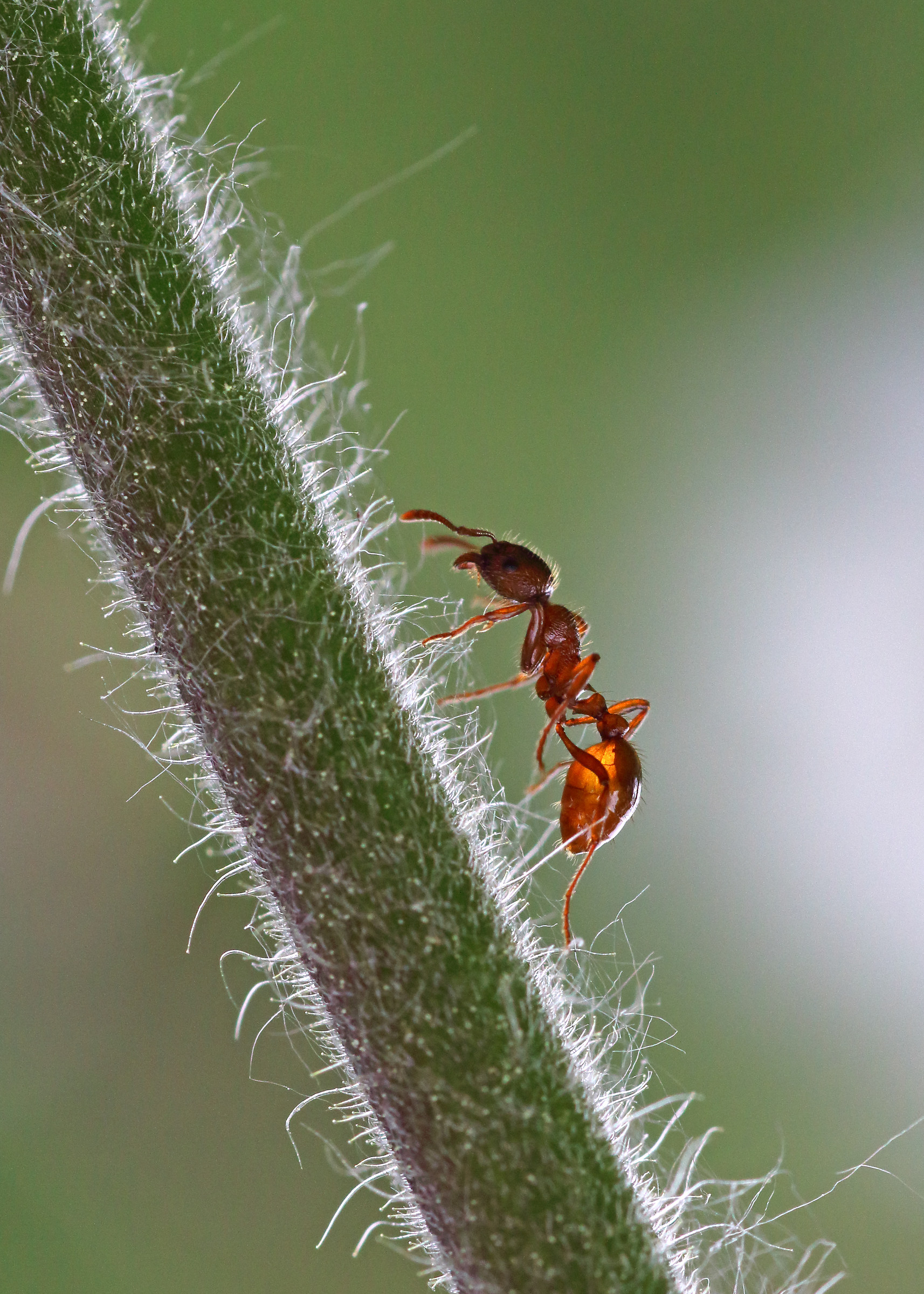 Red Ant Myrmica rubra