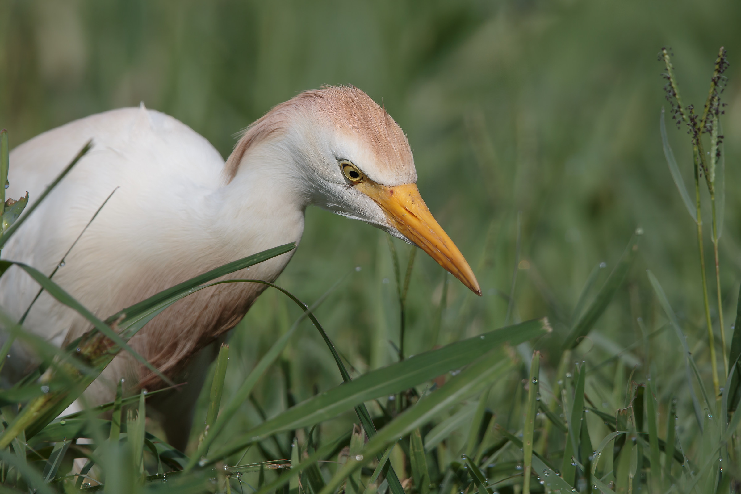 Guardabuoi minaccioso