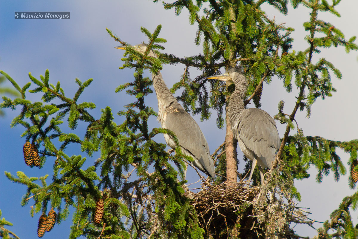 Aironi cenerini sul nido