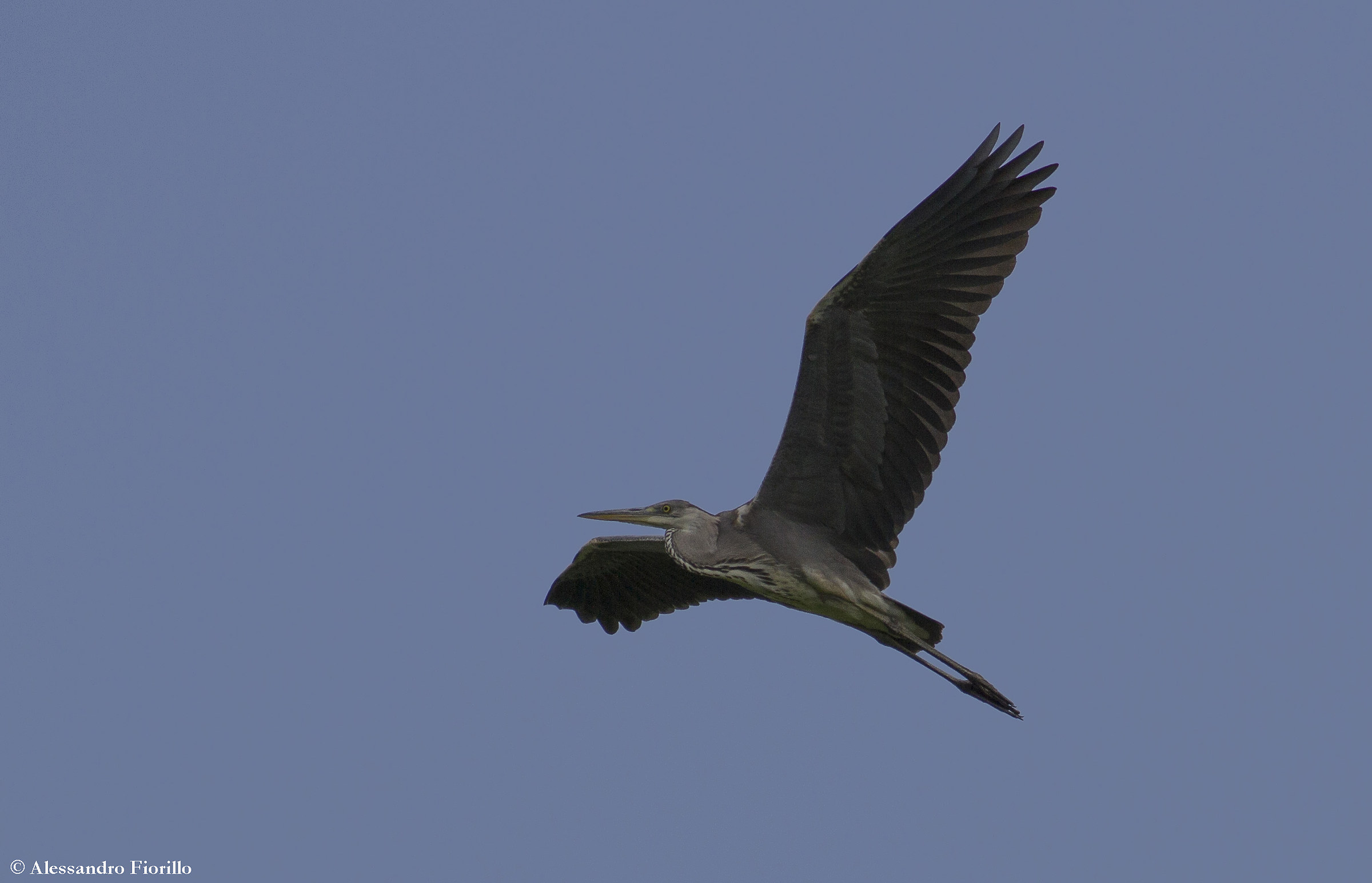 Grey Heron