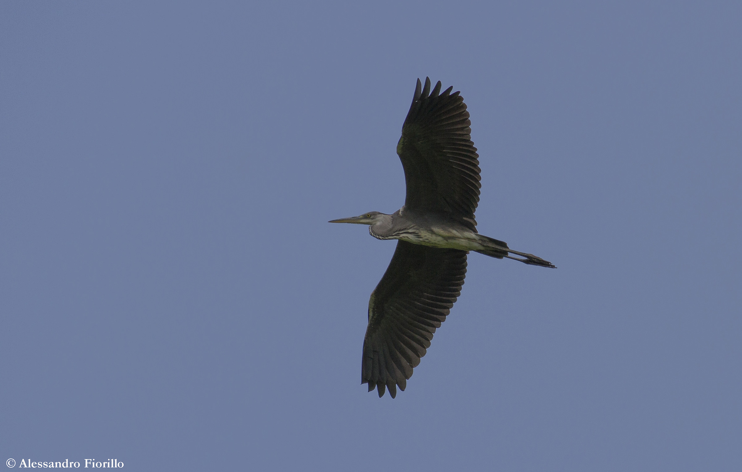 Grey Heron