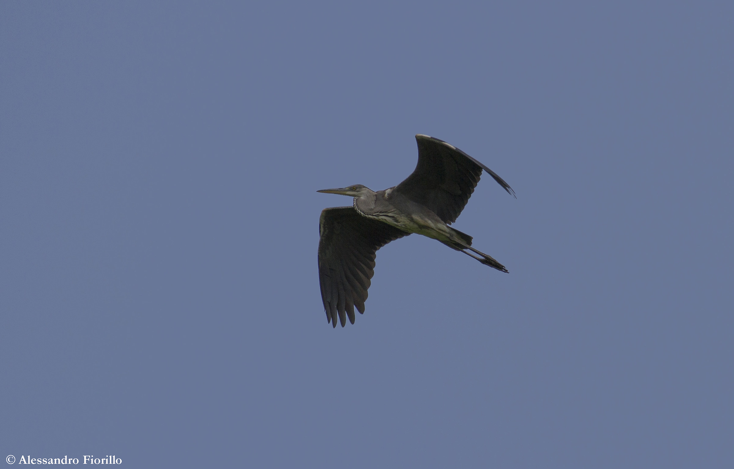 Grey Heron