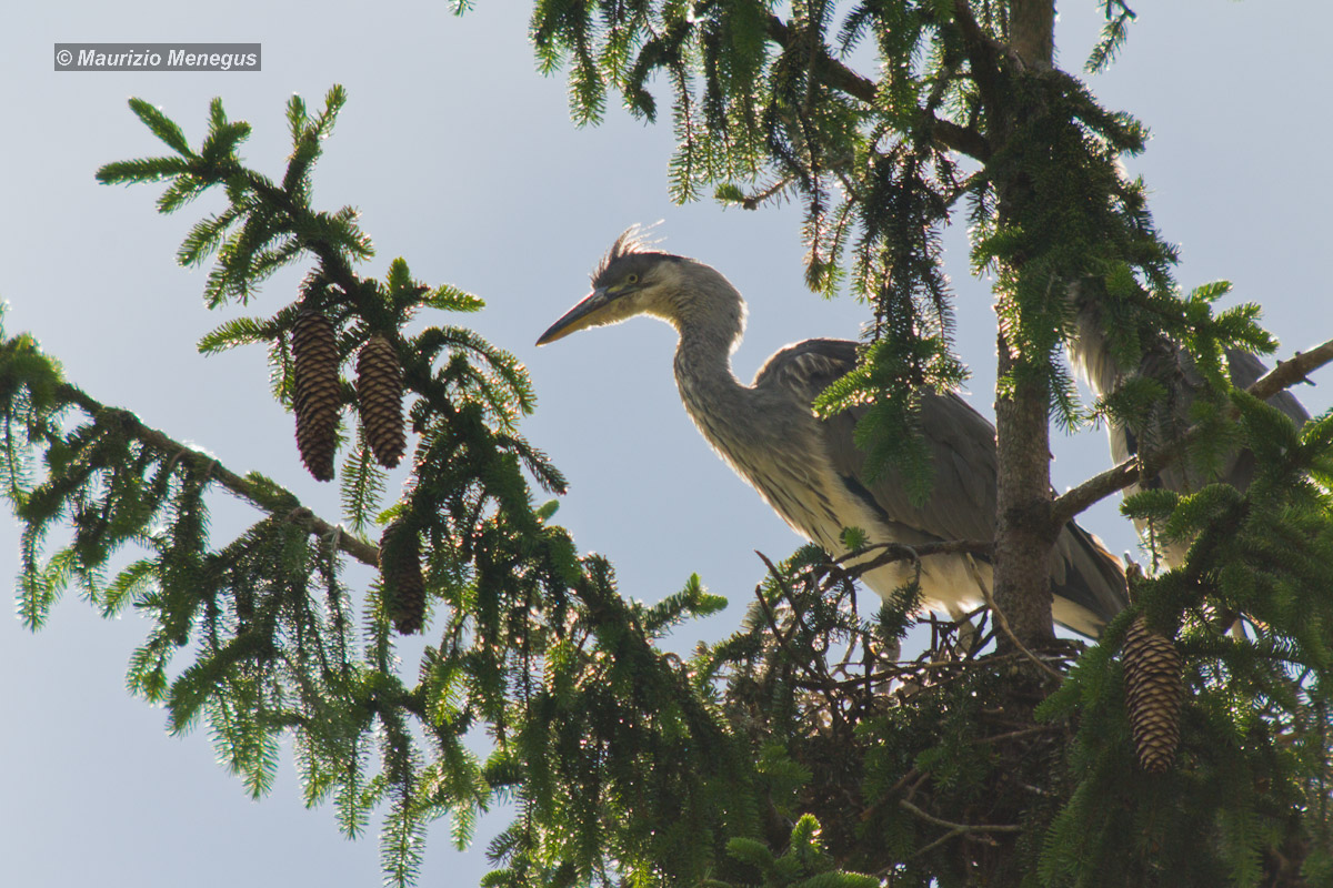 Airone cenerino in controluce