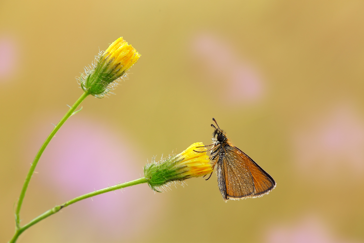 Thymelicus sylvestris