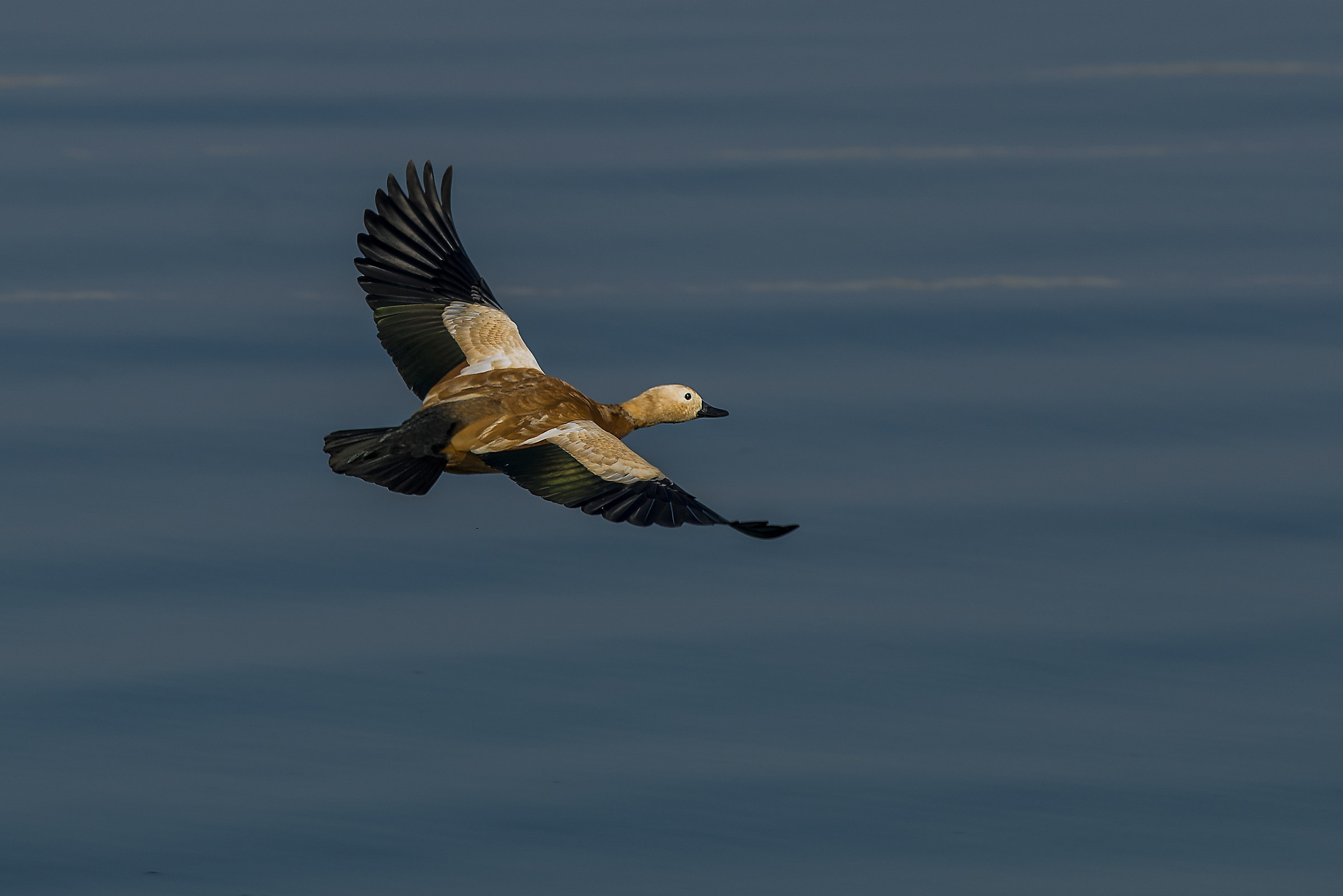 Anatra casarca indiana