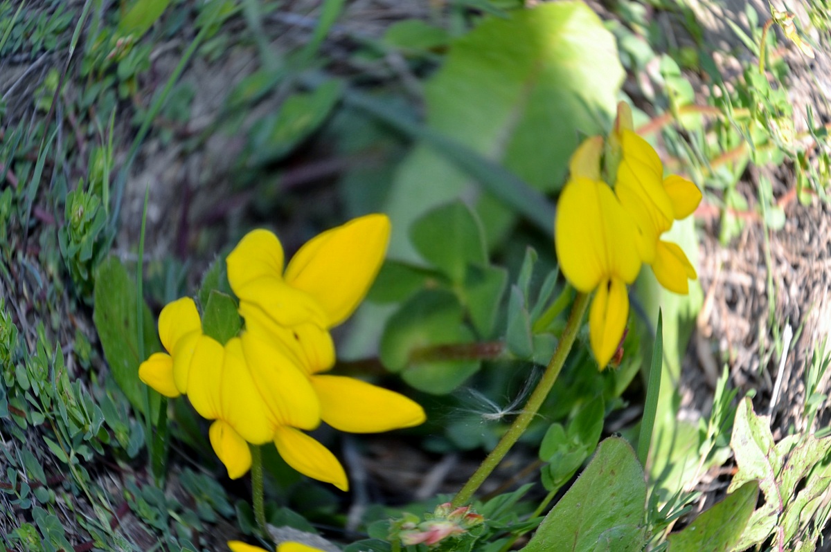 vortex around the flower