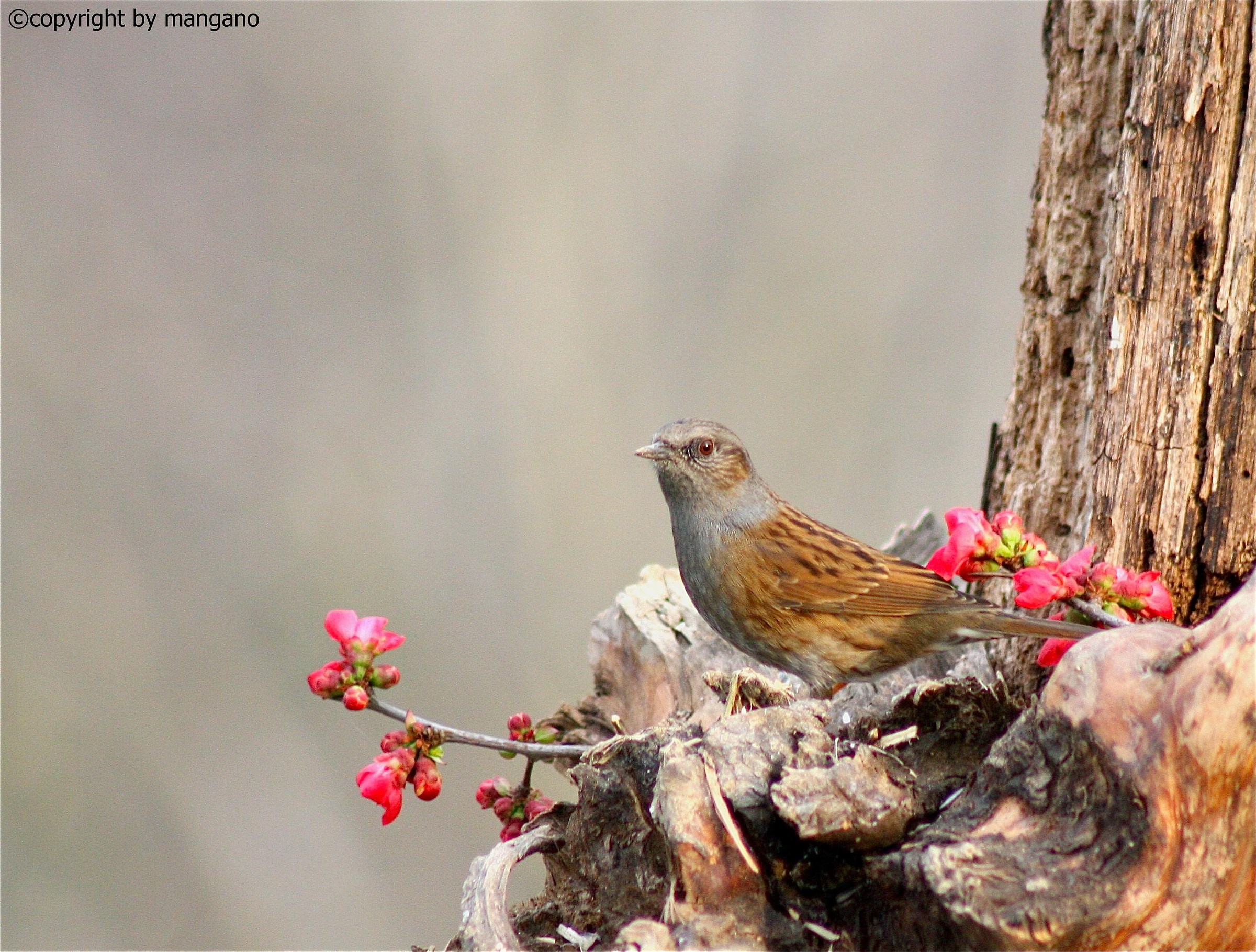Dunnock
