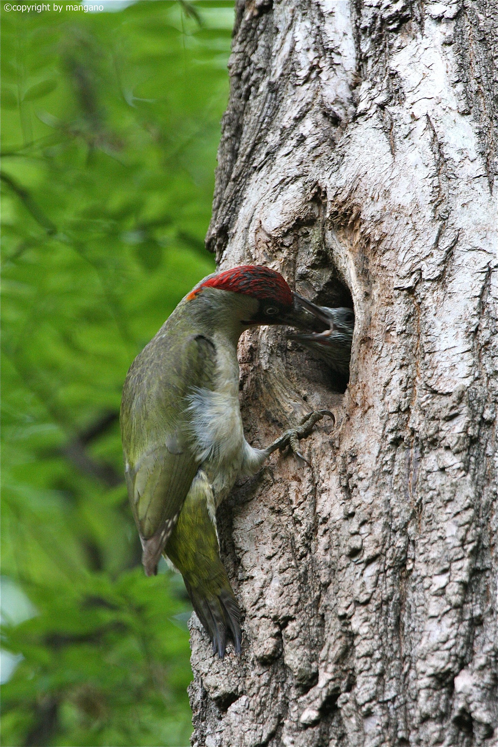 green woodpecker