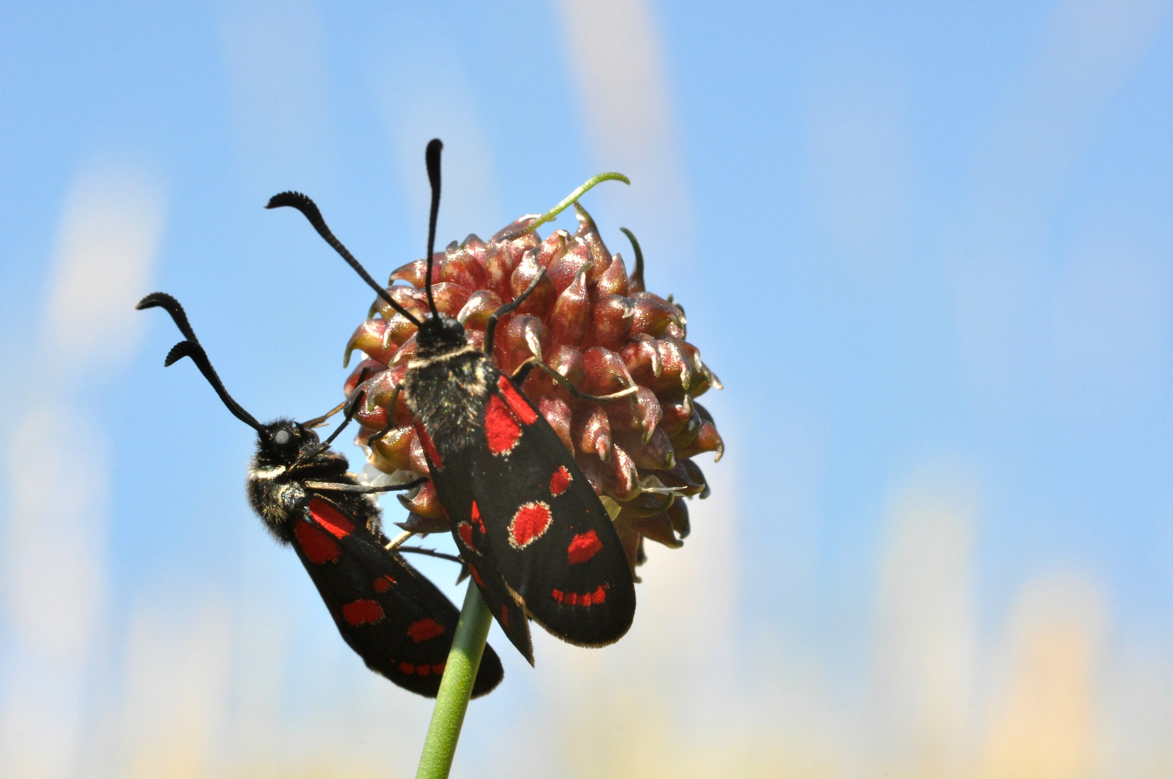 Zygaena carniolica
