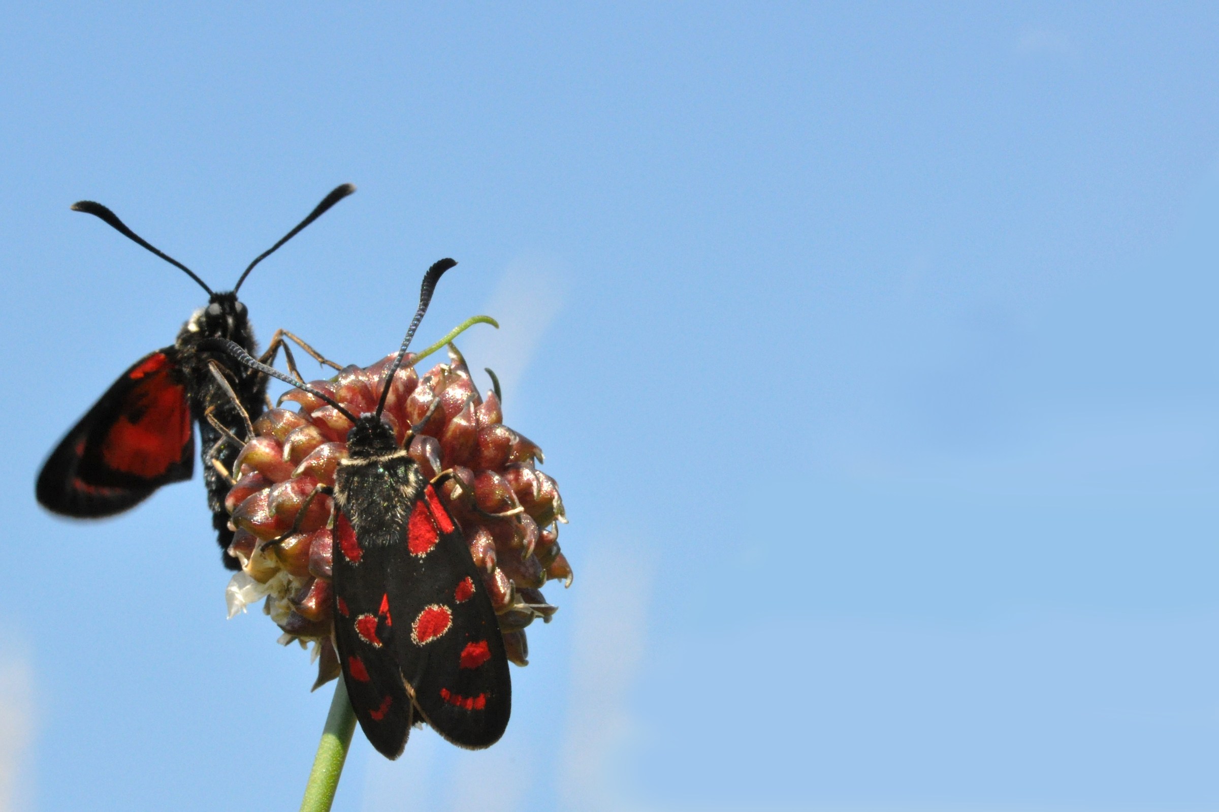 Zygaena carniolica