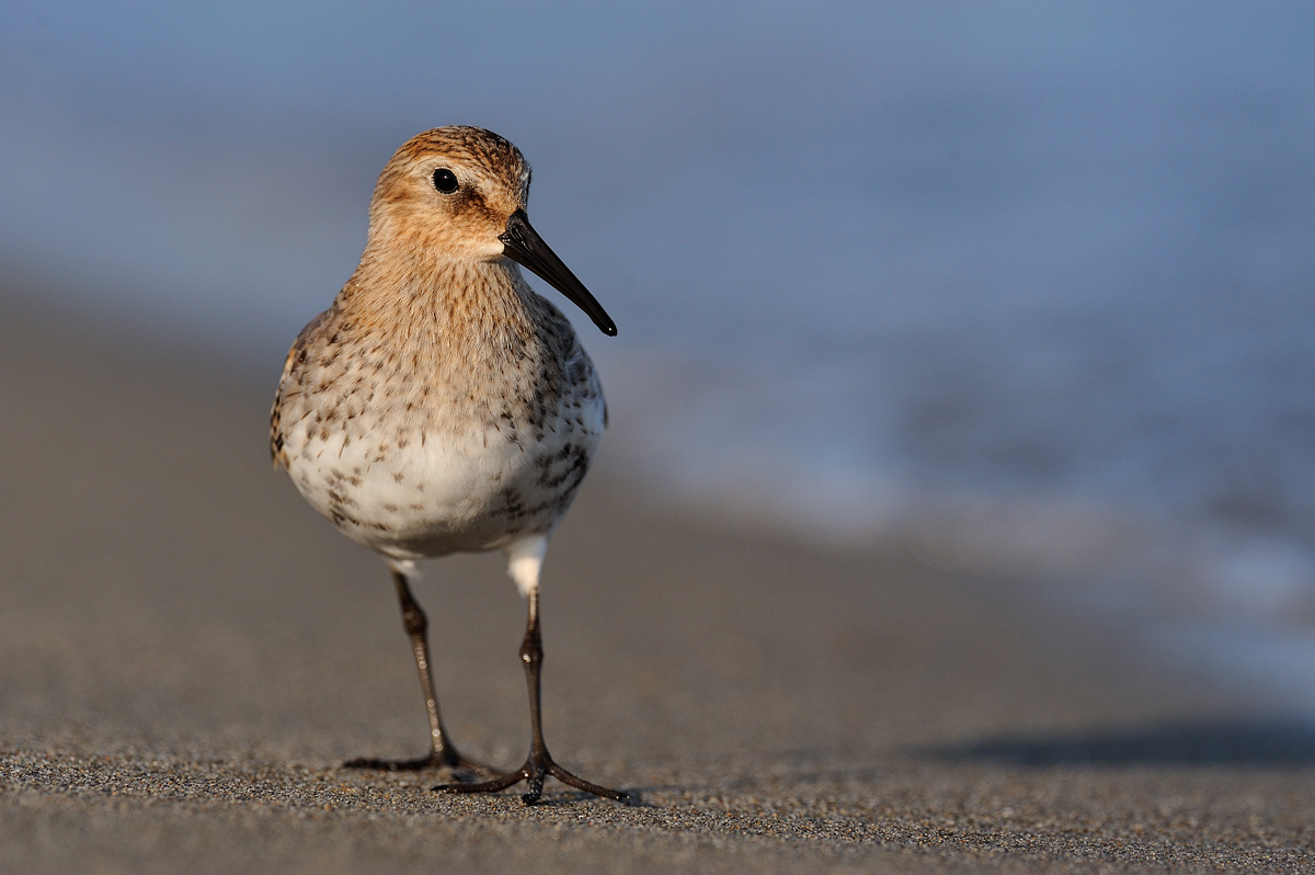 Dunlin