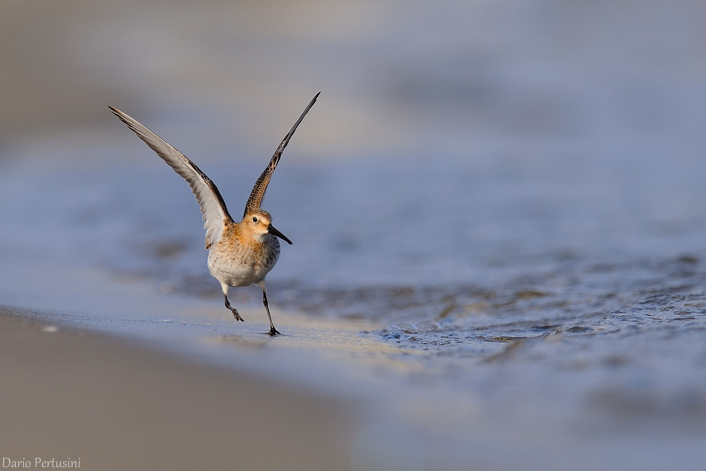 Dunlin