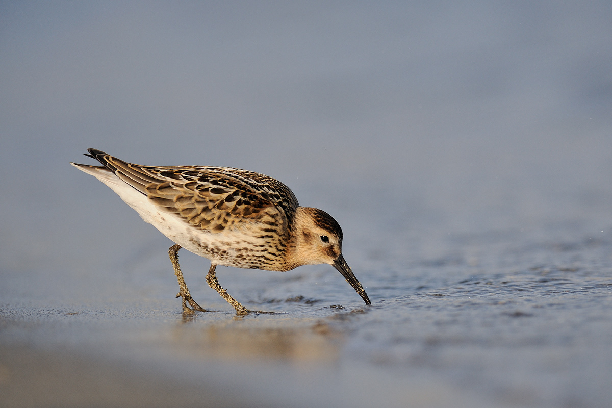 Dunlin