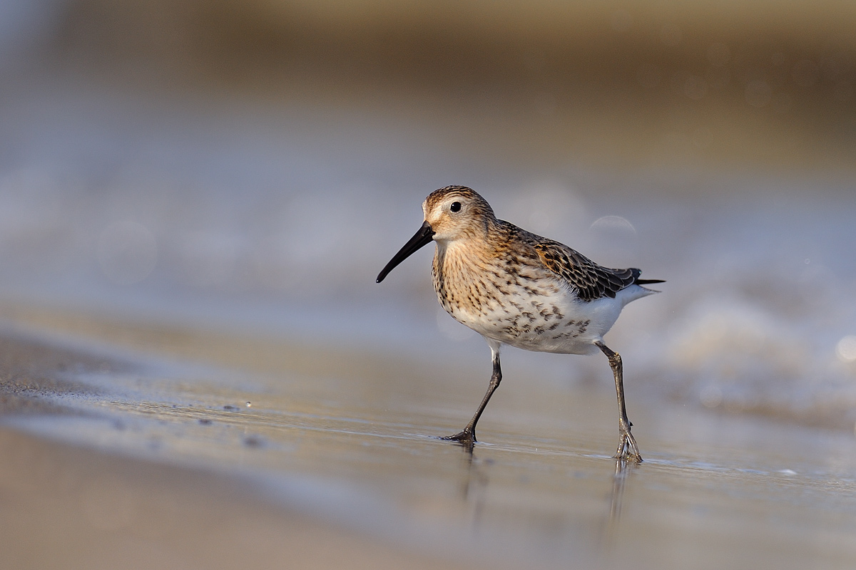 Dunlin